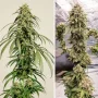 Cannabis seeds Ice Cream Haze® from Dutch Passion